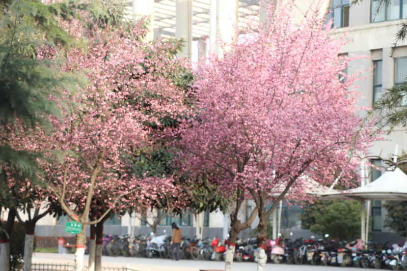 校园红梅花开